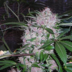 Northern Lights - Phoenix Seeds