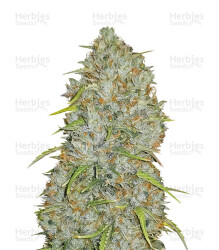 Original Auto Jack Herer (Fast Buds) Cannabis-Samen