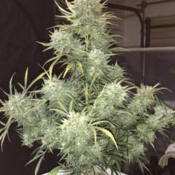 Strong Stuff Auto - Phoenix Seeds