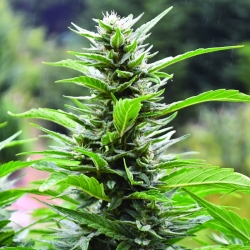 Blueberry Headband CBD Reg. - Emerald Triangle Seeds