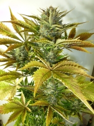 Heaven's Haze Reg. - Flash Seeds