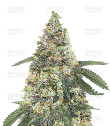 Girl Scout Cookies Autoflower (Seedstockers) Cannabis-Samen