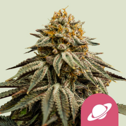 Royal Skywalker - Royal Queen Seeds