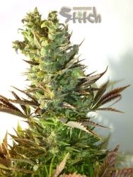 Stitch's Love Potion Reg. - Flash Seeds