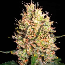 Crazy Miss Hyde - Samsara Seeds