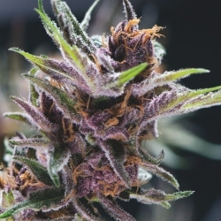 Black Cherry Punch - Pyramid Seeds