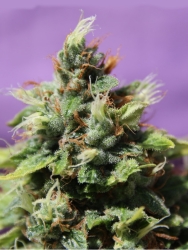 Auto Future #1 - Anesia Seeds