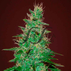 El Alquimista Auto - Samsara Seeds