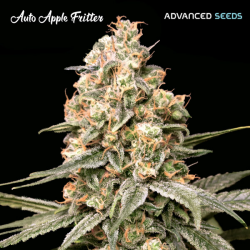 Auto Forbidden Fruit Cake - Advanced Seeds