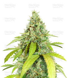 Wedding Cookies Samen feminisiert (Original Sensible Seeds)