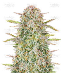 Bruce Banner Auto feminisierte Samen (Fast Buds)