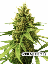 Amnesia Auto - Kera Seeds