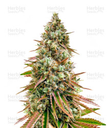 Bruce Banner #3 feminisierte Samen (Herbies Seeds)