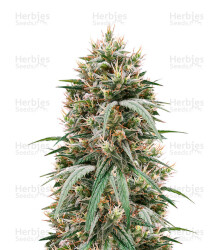 Blueberry Hill feminisierte Samen (Herbies Seeds)