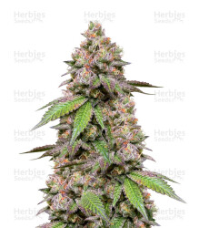 DDoS #33 feminisierte Samen (Herbies Seeds)