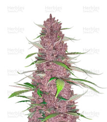 Purple Juice Auto feminisierte Samen (Herbies Seeds)