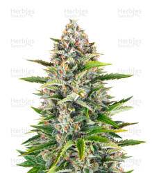 Gorilla Z Auto feminisiertes Saatgut (Barney's Farm)