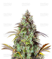 Original Big Bud Auto Samen feminisiert (Fast Buds)