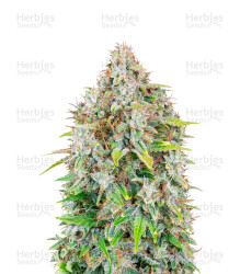 Original Cinderella Auto Samen feminisiert (Fast Buds)