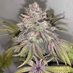 Limón Picón regulär - Purple City Genetics