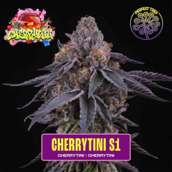 Cherry Tini S1 - Perfect Tree Seeds