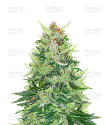 CBD Lemon Auto Samen feminisiert (Herbies Seeds)