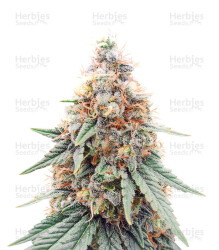 Northern Lights feminisierte Samen (Herbies Seeds)