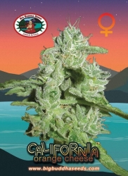 California Orange Cheese - Big Buddha Seeds