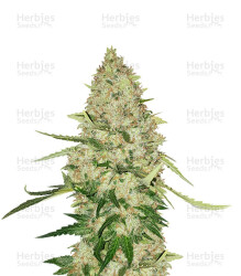 Lemon Citron Samen feminisiert (Humboldt Seeds)