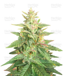 Big Bud Auto-Samen (Herbies Seeds)