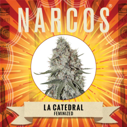 La Catedral - Narcos Seeds