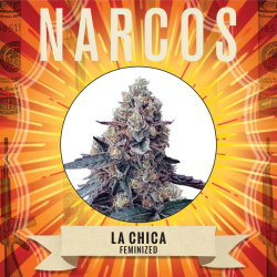 La Chica - Narcos Seeds