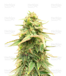 Sour Diesel feminisierte Samen (Barney’s Farm)