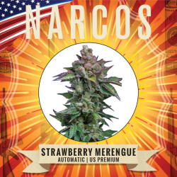 Strawberry Merengue Auto - Narcos Seeds