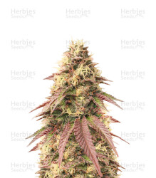 Sour Strawberry feminisierte Samen (Barney’s Farm)