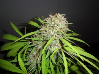 Original Skunk Express Auto - Phoenix Seeds