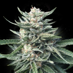 Chocolope 256 regulär - DNA Genetics