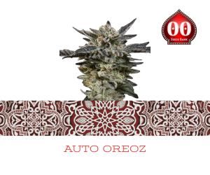 Auto Oreoz - 00 Seeds