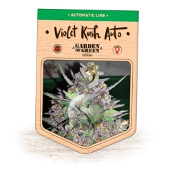 Violet Kush Auto - Garden of Green