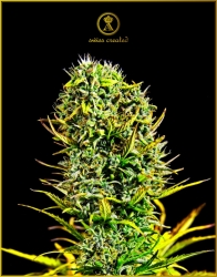 Amnesia Haze - Anaconda Seeds