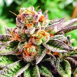 Dosidoss - The Kush Brothers Seeds