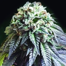 The Dark Side - The Kush Brothers Seeds