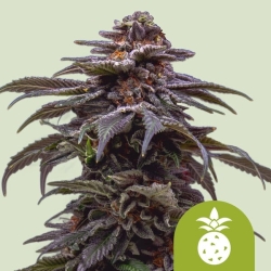 Tropicana Cookies Purple Auto - Royal Queen Seeds/RQS