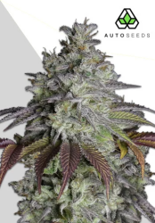 Do Si Dos Autoflower - Auto Seeds