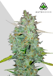 Northern Lights Autoflower - Auto Seeds