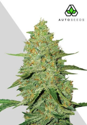 Acapulco Gold Autoflower - Auto Seeds