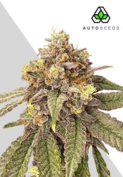 Pink Runtz Autoflower - Auto Seeds