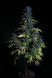 Mr. Blue Dream 100 Samen - Mr. Hanf Samen