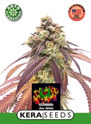 Zkittels Auto - Kera Seeds