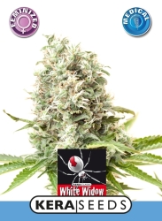 Medical White Widow - Kera Seeds